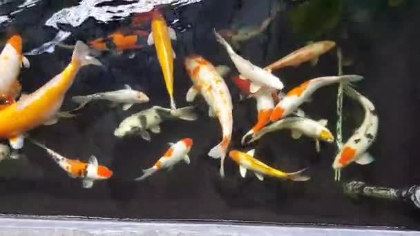 Feliz colorido pez koi en estanque saludable durante el soleado día de verano - Metraje, vídeo