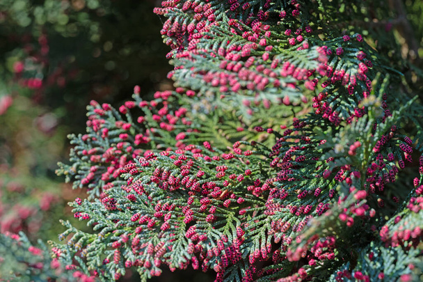 Lawson's mock cypress male flowers - Photo, Image