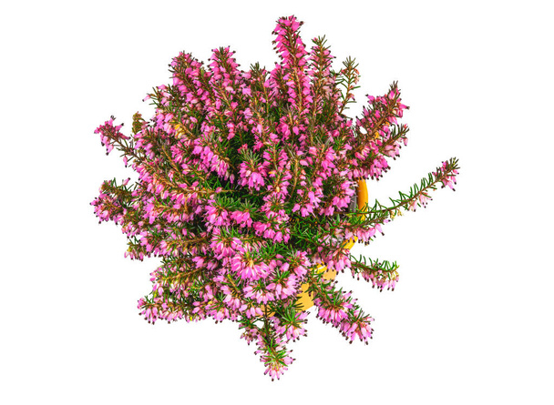 Isolated potted winter-flowering heather plant (erica carnea) - Photo, Image