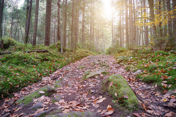 Живописное место в лесу. Осенний лес с хвойными деревьями, зеленой плесенью и сиянием красивого заходящего солнца - Фото, изображение