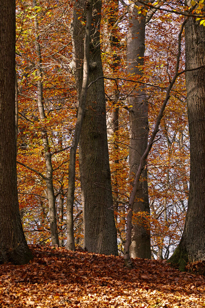 autumn landscape with trees and leaves - Φωτογραφία, εικόνα