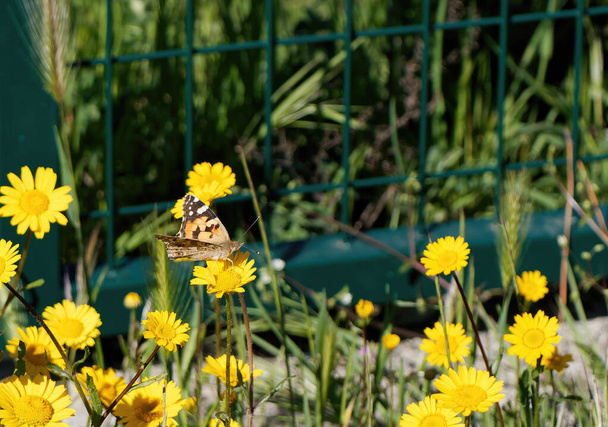 Vanessa Cardui jest znanym kolorowym motylem, znanym jako malowana dama. Żywienie się żółtymi kwiatami Ligularia dentata - Zdjęcie, obraz