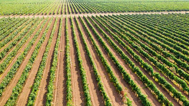 Weź unikalną perspektywę na plantacji winorośli, jak rzędy winorośli rozciągają się tak daleko, jak okiem sięgnąć, pokazując piękno winnicy z góry - Zdjęcie, obraz