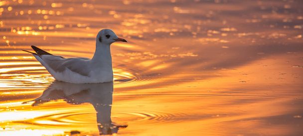 Випробуйте красу природи з цією приголомшливою фотографією, що захоплює чайку, витончено ковзаючи по воді на заході сонця
 - Фото, зображення