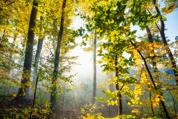 Spokojny poranek w jesiennym lesie iglastym. Promienie słońca świecące przez poranną mgłę. - Zdjęcie, obraz