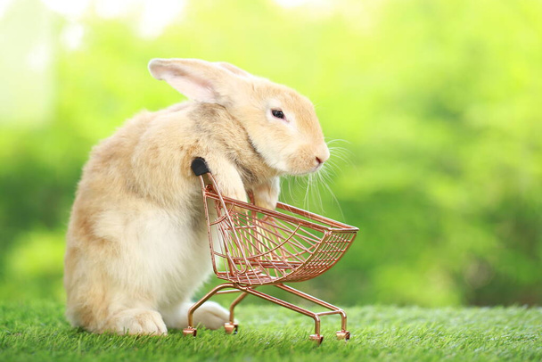 Schattig konijntje op groen gras met natuurlijke bokeh als achtergrond in het voorjaar. Jong schattig konijntje dat in de tuin speelt. Heerlijk huisdier in park in het voorjaar. - Foto, afbeelding