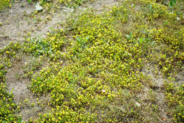 Το Trifolium campestre ανθίζει τον Ιούνιο. Το trifolium campestre, κοινώς γνωστό ως τριφύλλι λυκίσκου, τριφύλλι αγρού και τριφύλλι χαμηλού λυκίσκου, είναι ένα είδος ανθοφόρου φυτού. Ruedersdorf bei Berlin, Γερμανία   - Φωτογραφία, εικόνα