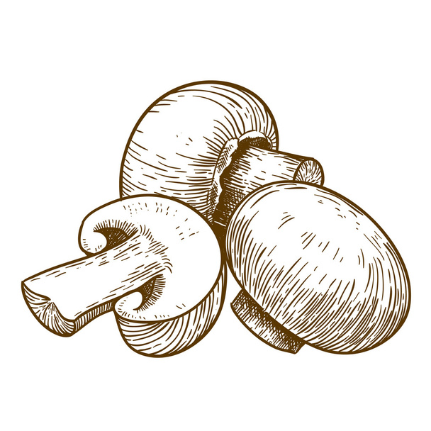 Ilustração gravada de champinhons de cogumelos de árvore
 - Vetor, Imagem