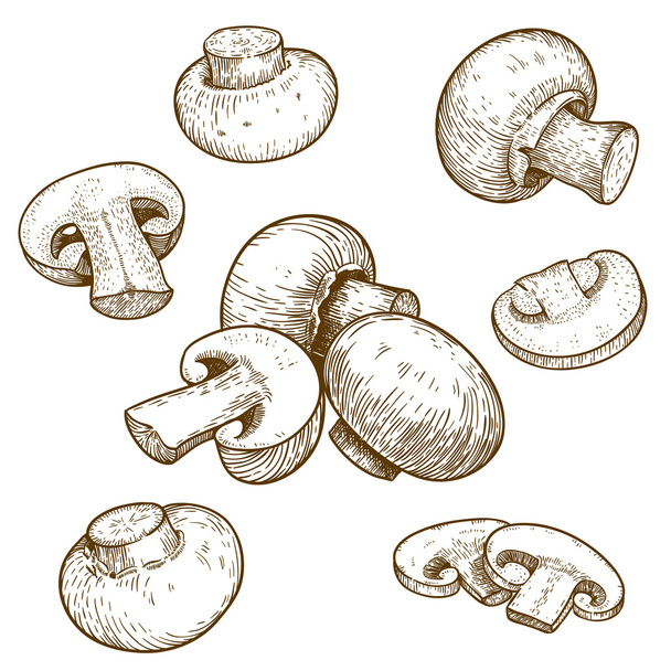 Engraving illustration of mushrooms champignons - Vektor, Bild