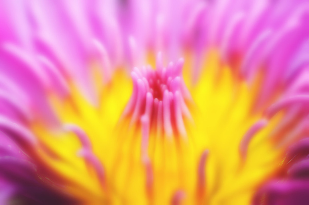verschwommener verträumter weicher Fokus lebendiger lila Lotus aus nächster Nähe - Foto, Bild