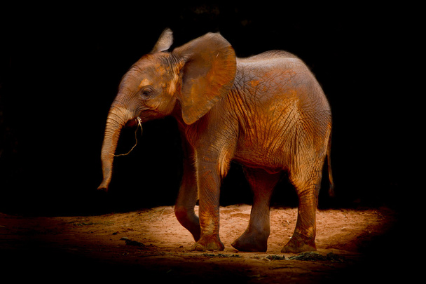 Baby elephant - Photo, Image