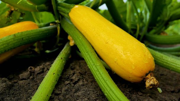 Zucchine gialle mature sul letto tra le foglie verdi. Sulle zucchine gocce di pioggia. Coltivazione e raccolta di ortaggi vitaminici - Foto, immagini