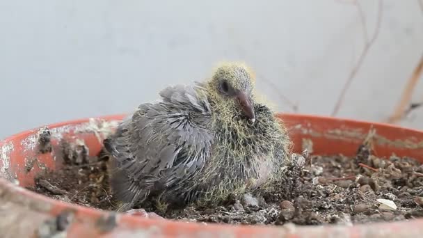 Newborn pigeon in the nest - Footage, Video