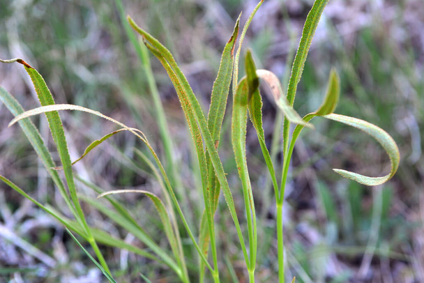Bahar doğada Falcaria vulgaris büyüyor - Fotoğraf, Görsel