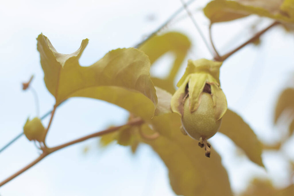 imagen infrarroja de la pasiflora edulis frutos rastreros colgando en el tallo en la granja - Foto, imagen