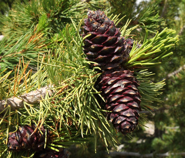 Conos de pino blanco (Pinus albicaulis) en Beartooth Mountains, Wyoming - Foto, imagen