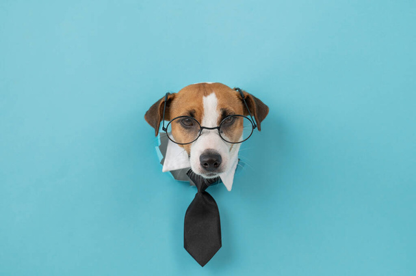 Dog jack russell terrier in glasses and a tie sticks out of a hole in a blue background - Photo, image