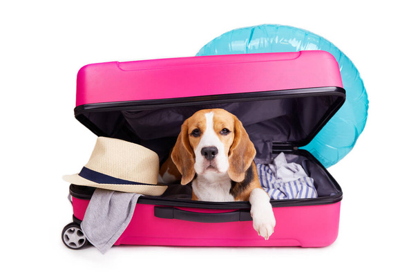 A beagle dog in a suitcase with clothes and accessories for summer holidays on a white isolated background. Preparing for the trip, packing luggage. - Foto, afbeelding