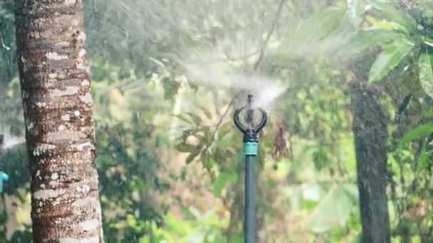 regar el jardín. aspersor de agua en el jardín. sistema de riego para plantas en parcelas agrícolas - Metraje, vídeo