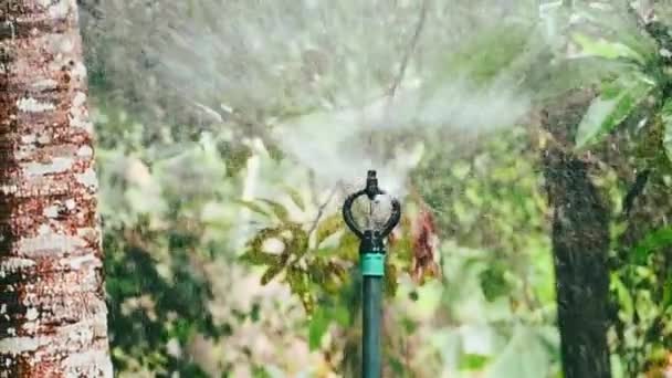 regar el jardín. aspersor de agua en el jardín. sistema de riego para plantas en parcelas agrícolas - Metraje, vídeo