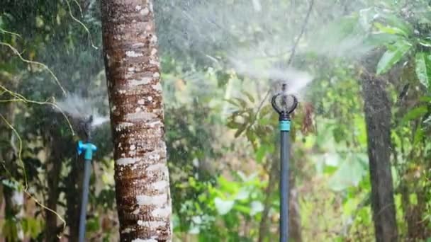 庭に水をやる。庭の水のスプリンクラー。農業用地の植物のための散水システム - 映像、動画