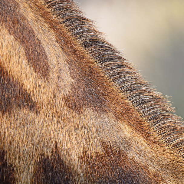 giraffe skin - Photo, Image