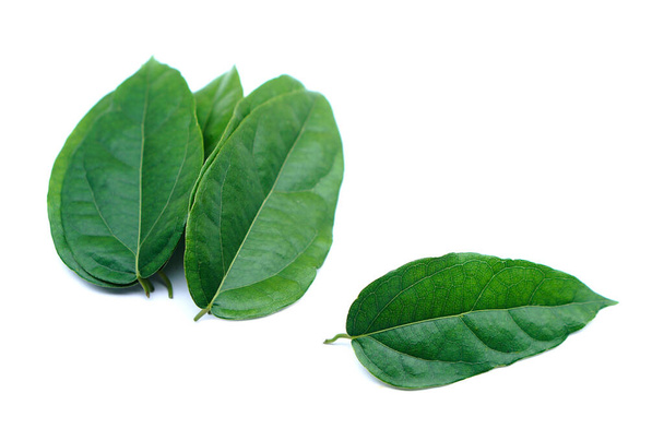 Listy zelené Tiliacora triandra nebo Bai ya nang Thajské jméno, izolované na bílém pozadí. Koncept, thajské bylinné rostliny, které mají lékařskou kvalifikaci, jídlo a pití složky.                   - Fotografie, Obrázek