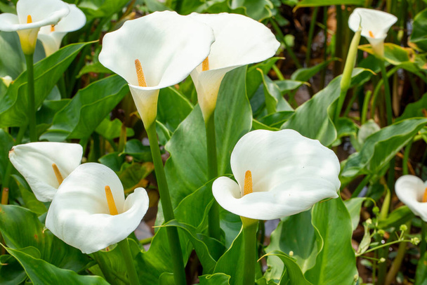 Közelkép fehér kála liliomok tavasszal kála liliom park - Fotó, kép