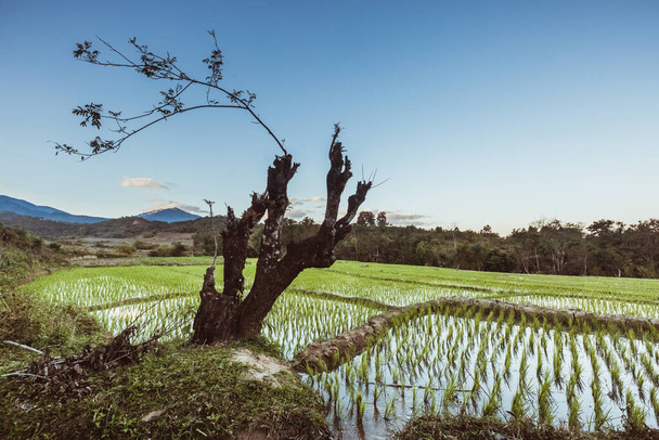 Rýžová pole. Kvalitní fotografie - Fotografie, Obrázek