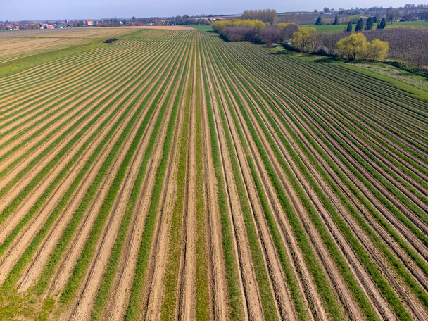 Aeriel view on foeld with rows of green asparagus vegetables, organic asparagus farm in Europe - Foto, afbeelding