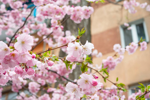 Selectieve focus van mooie takken van roze kersenbloesems op de boom onder de blauwe hemel, Mooie Sakura bloemen tijdens het voorjaarsseizoen in het park, Flora patroon textuur, Natuur bloemen achtergrond. - Foto, afbeelding