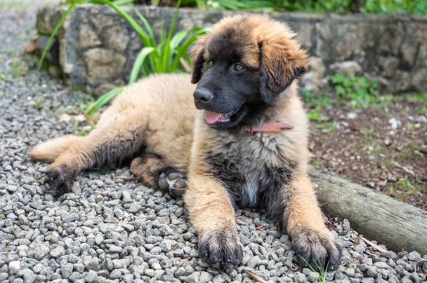 Serra da Estrela dog, portuguese dog, puppy - Photo, Image