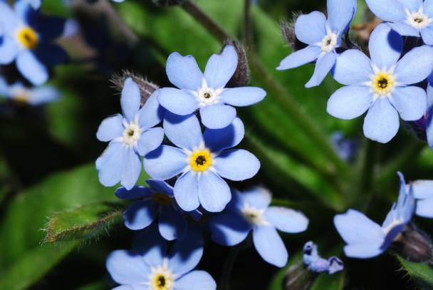 Forget me not bloom - Photo, Image