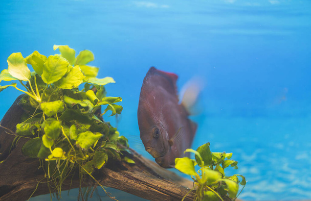 Beautiful view of Red Cover Discus fish swimming in aquarium. Sweden. - Foto, imagen