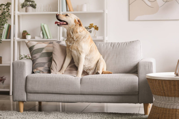 Söpö Labrador koira istuu harmaalla sohvalla kotona - Valokuva, kuva