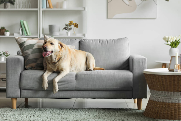 Симпатична собака Лабрадору лежить на сірому дивані вдома
 - Фото, зображення