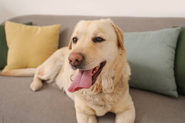 Cute Labrador dog lying on sofa at home, closeup - Фото, зображення