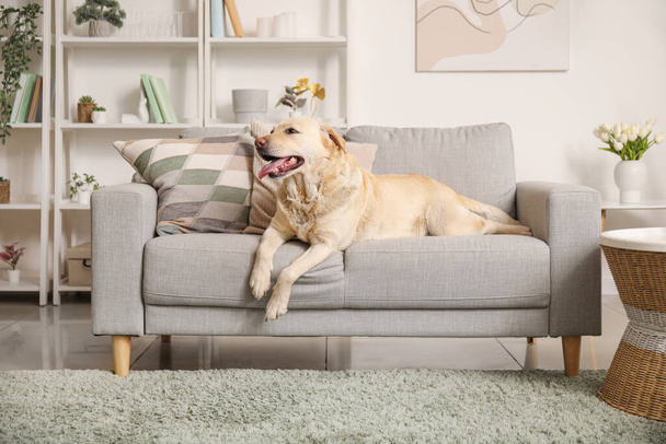 Cute Labrador dog lying on sofa at home - Fotoğraf, Görsel