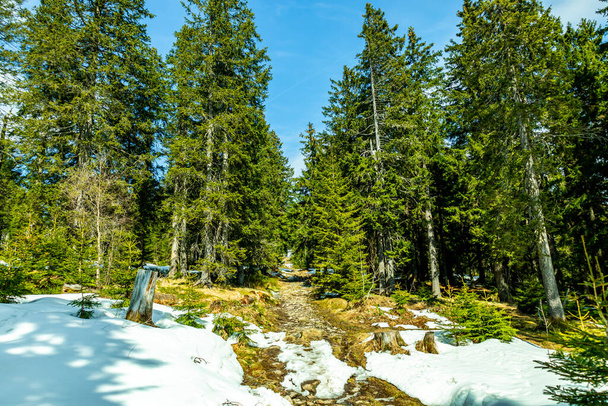 Spring hike in the Bavarian Forest from the Groer Arbersee to the Groer Arber summit - Bavaria - Germany - Photo, Image