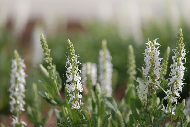 ロック・ヒルで成長している白いサルビア/セージ(Salvia sp) 、背景にボケとSC. - 写真・画像