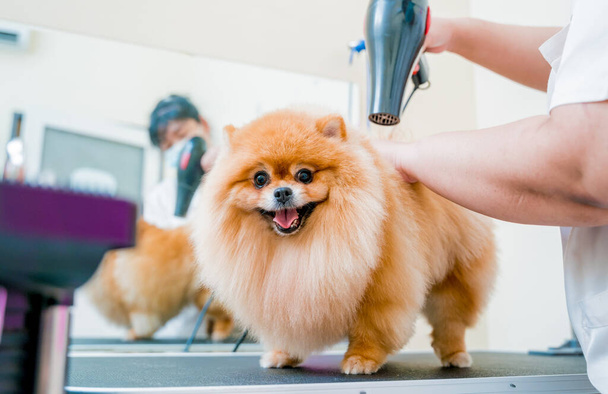Groomer blow dry a Pomeranian dog after washing in at grooming salon. - Valokuva, kuva