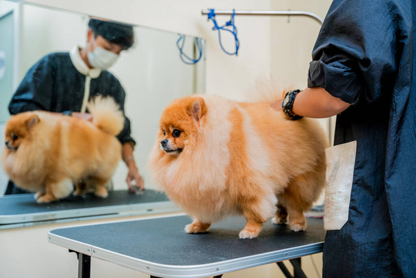 Groomer with protective face mask cutting Pomeranian dog at grooming salon - Foto, imagen