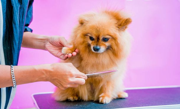 Groomer cutting Pomeranian dog at grooming salon - Foto, Imagem