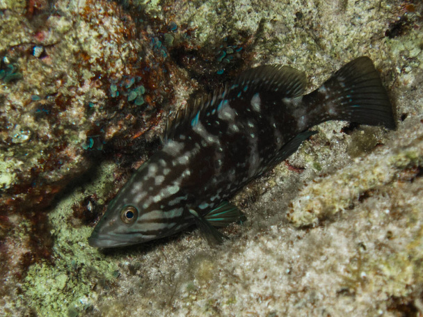 Juvenile mottled grouper Mycteroperca rubra from Cyprus  - Photo, Image