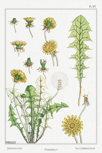 Pissenlit (dandelion). Illustration from La Plante et ses Applications Ornementales-1896- by Maurice Pillard Verneuil. - Fotoğraf, Görsel
