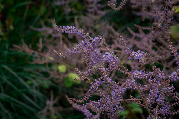  mor yağmur - astilbe chinensis - çiçek açan mor astilbe in s - Fotoğraf, Görsel