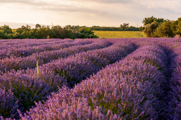 Detail of a lavender field in the Southern French Provence, on a sunny summer afternoon. - Photo, Image