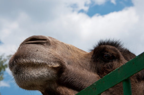 Camel portrait - Foto, afbeelding