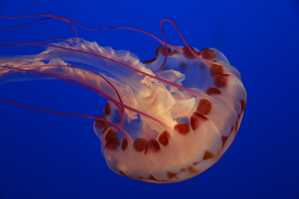 Jellyfish in a blue background - Foto, afbeelding
