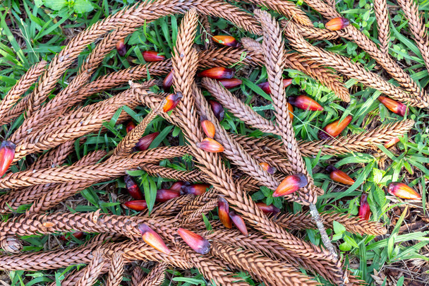 Pinienkerne von der Paran-Kiefer (Araucaria angustifolia) auf dem Boden mit "Grimpas"" - Foto, Bild